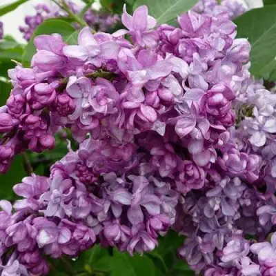 Сирень ГЕНЕРАЛ ПЕРШИНГ в Барановичах