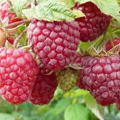 Малина ПОЛЬКА (ПОЛКА) в Барановичах