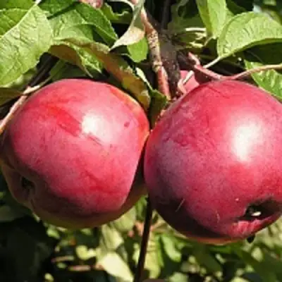 Яблоня ДАРУНАК в Барановичах