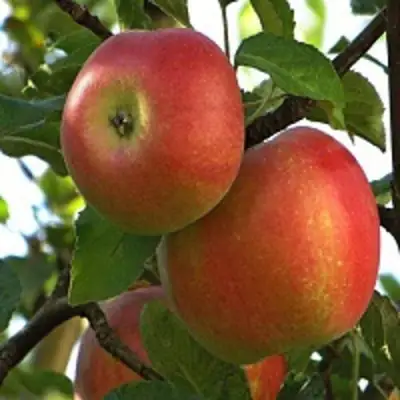 Яблоня ПЕРСИКОВАЯ в Барановичах