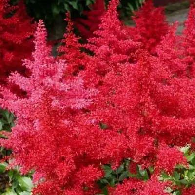 Астильба ЭТНА Арендса в Барановичах