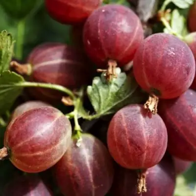 Крыжовник ХИННОМАКИ РОТ в Барановичах