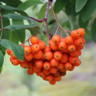 Рябина ВЕФЕД сладкоплодная в Барановичах