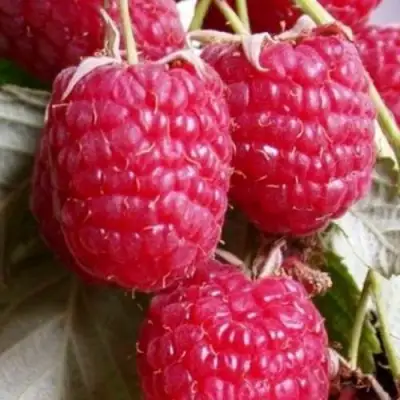 Малина ГЕРАКЛ в Барановичах