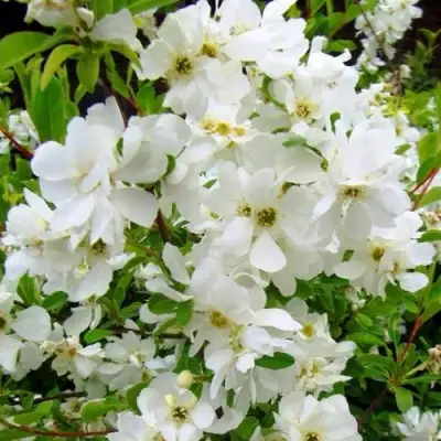 Экзохорда ЗЕ БРАЙД в Барановичах