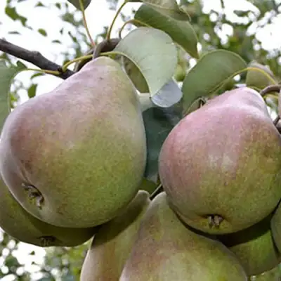 Груша БРЯНСКАЯ КРАСАВИЦА в Барановичах