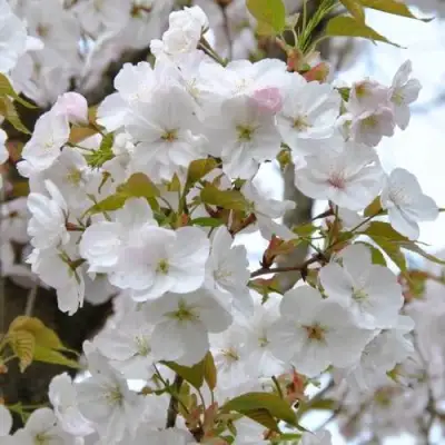 Сакура САНСЕТ БУЛЕВАРД в Барановичах