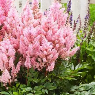 Астильба ЛУК ЭТ МИ японская в Барановичах