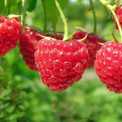 Малина ПРОСТО ПРЕЛЕСТЬ (СТОЛЕШНИК) в Барановичах