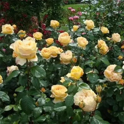 Роза КЕНДЛАЙТ чайно-гибридная в Барановичах