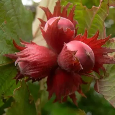 Фундук МОСКОВСКИЙ РУБИН в Барановичах