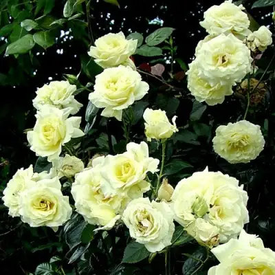 Роза ЭЛЬФ плетистая в Барановичах