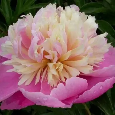 Пион ВЕСЕННЯЯ ПАЛИТРА травянистый в Барановичах