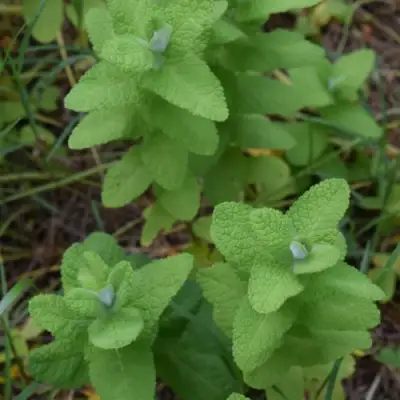 Мята АПФЕЛМИНЦЕ в Барановичах