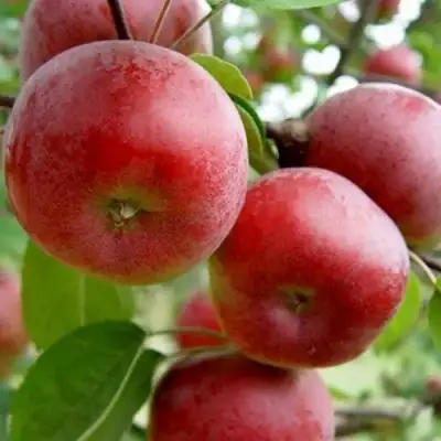 Яблоня АНТЕЙ в Барановичах