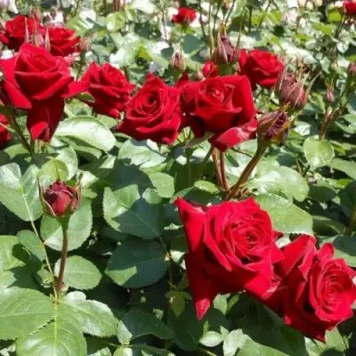 Роза ЭКСПЛОРЕР чайно-гибридная в Барановичах