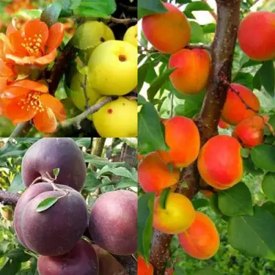 Комплект САД ДЛЯ ГУРМАНА в Барановичах