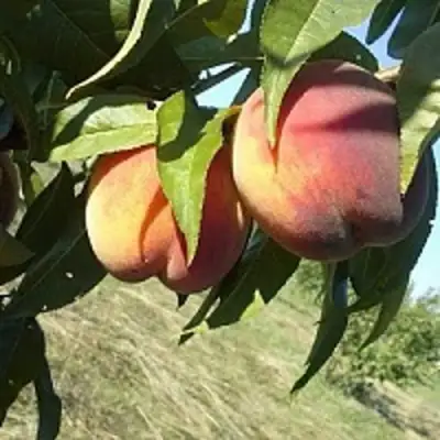 Персик СОФГАФЕН в Барановичах