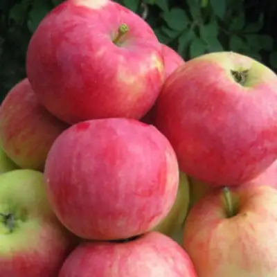 Яблоня НОРИС в Барановичах