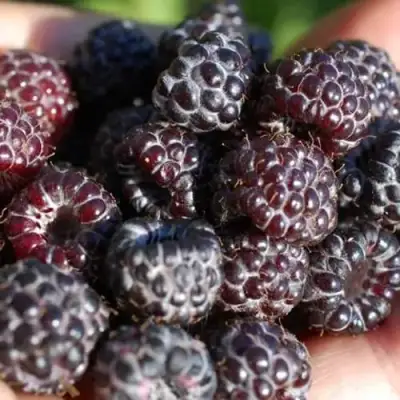 Малина БРИСТОЛЬ в Барановичах