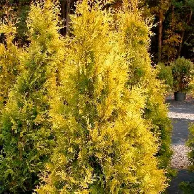 Туя ЕВРОПА ГОЛД западная в Барановичах