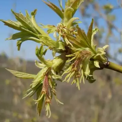 Клен ясенелистный в Барановичах