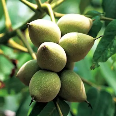 Орех МАНЬЧЖУРСКИЙ в Барановичах