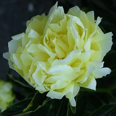 Пион ЗОЛОТАЯ КОЛЕСНИЦА травянистый в Барановичах