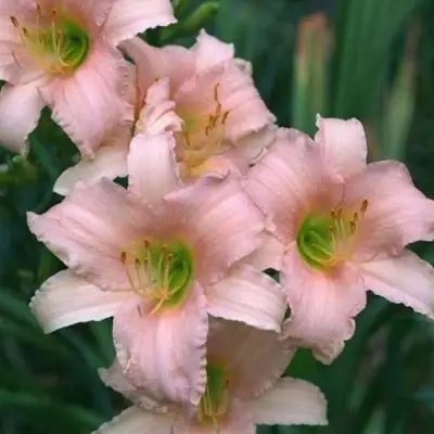 Лилейник ЛАКШЕРИ ЛЕЙС гибридный в Барановичах