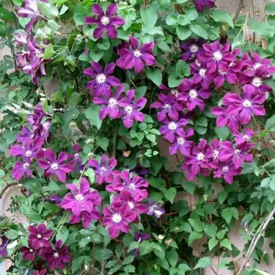 Клематис ГЕРОИ ВАРШАВЫ в Барановичах