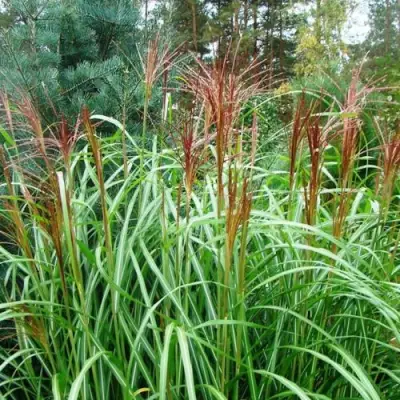 Мискантус МАЛЕПАРТУС китайский  в Барановичах