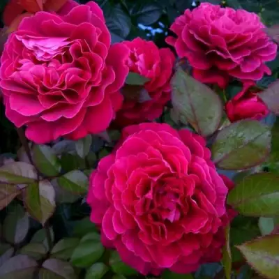 Роза БЕЛЬВЬЮ чайно-гибридная в Барановичах