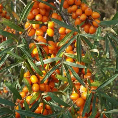 Облепиха РОСИНКА в Барановичах