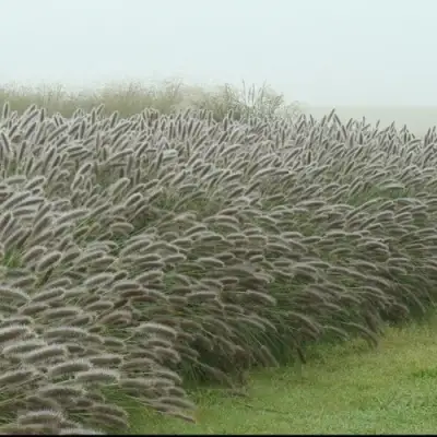 Пеннисетум ЛЕДИ Ю в Барановичах