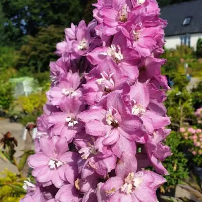 Дельфиниум АСТОЛАТ тихоокеанский в Барановичах