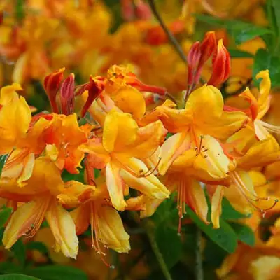 Азалия ОРАНЖ ХИТ листопадная в Барановичах