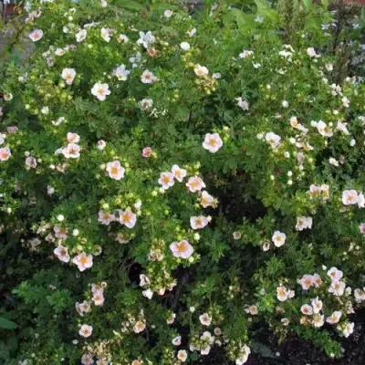 Лапчатка ПИНК КВИН кустарниковая в Барановичах