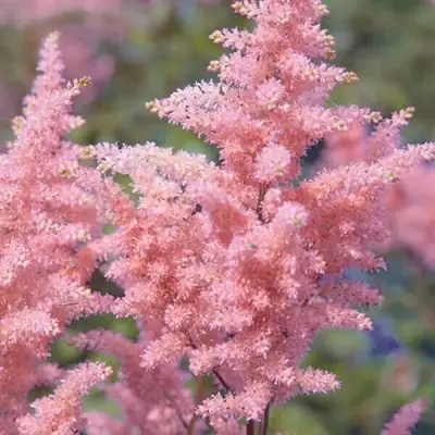 Астильба ГЛИТТЕР ЭНД ГЛАМУР китайская в Барановичах