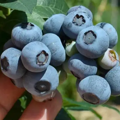 Голубика НЕЛЬСОН в Барановичах