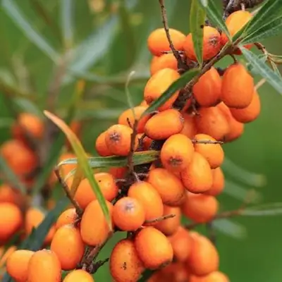 Облепиха АЛТАЙСКАЯ в Барановичах