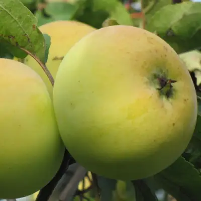 Яблоня РОССИЯНКА в Барановичах