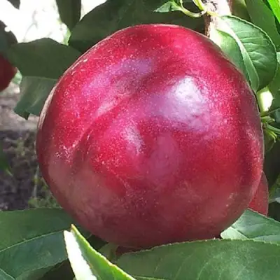 Нектарин ЭКСТРИМ БЬЮТИ в Барановичах