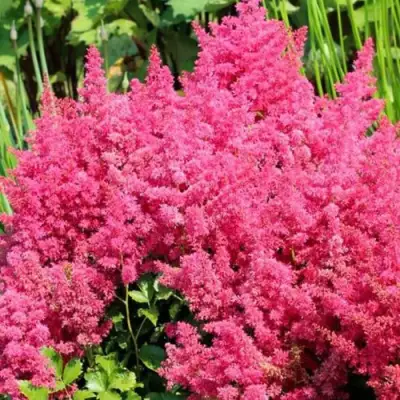 Астильба САННИ ДЕЙ гибридная в Барановичах