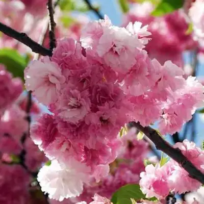 Сакура ПИНК ПЕРФЕКШН в Барановичах