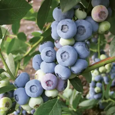 Голубика ЛИБЕРТИ в Барановичах