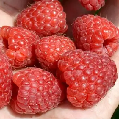 Малина ХЕРИТЕЙДЖ в Барановичах