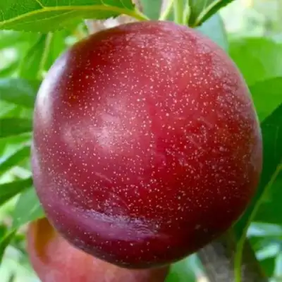 Слива БЕРБАНК ГИГАНТ в Барановичах