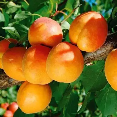 Абрикос СПАДЧЫНА в Барановичах