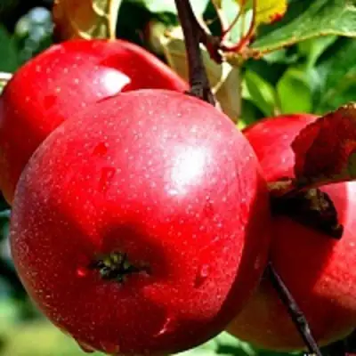 Яблоня РЕДФРИ в Барановичах
