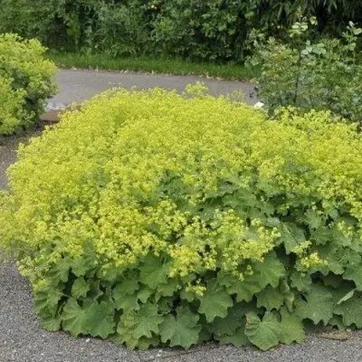 Манжетка ТРИЛЛЕР мягкая в Барановичах